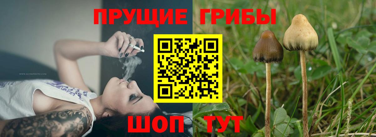 Черкесск  закладка  Вход с VPN  Псилоцибиновые грибы Magic Shrooms 